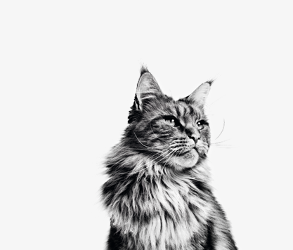 black and white maine coon