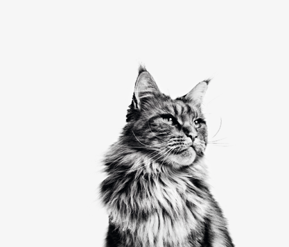 maine coon in zwart-wit