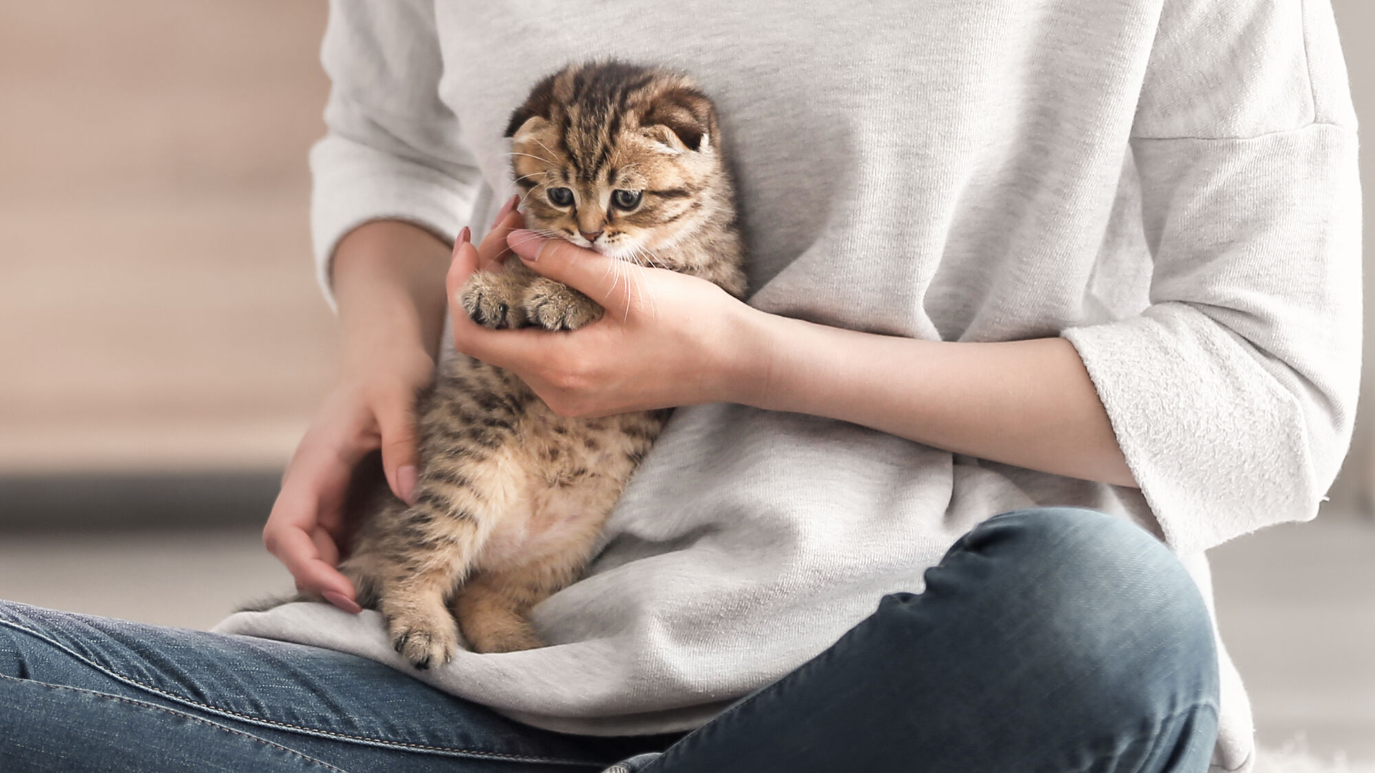 Un jeune chaton tenu sur les genoux d'une femme