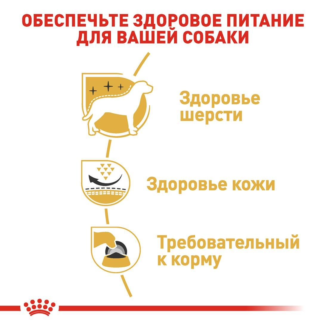 West Highland White Terrier Adult