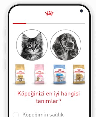 Kopeklerde Genclik Hastaligini Anlama Royal Canin