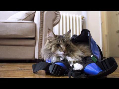 Take your Cat to the Vet – So gelingt ein stressfreier Besuch beim Tierarzt