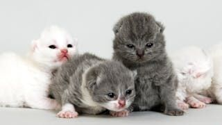 British Shorthair kittens sitting indoors