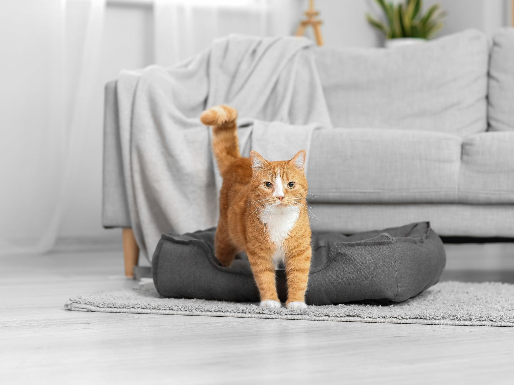 couchage pour chat roux à proximité de