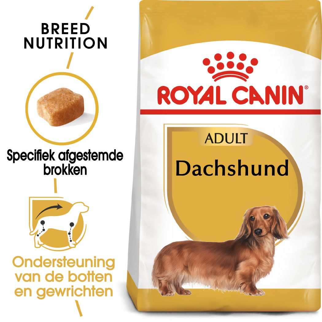 Dachshund Adult
