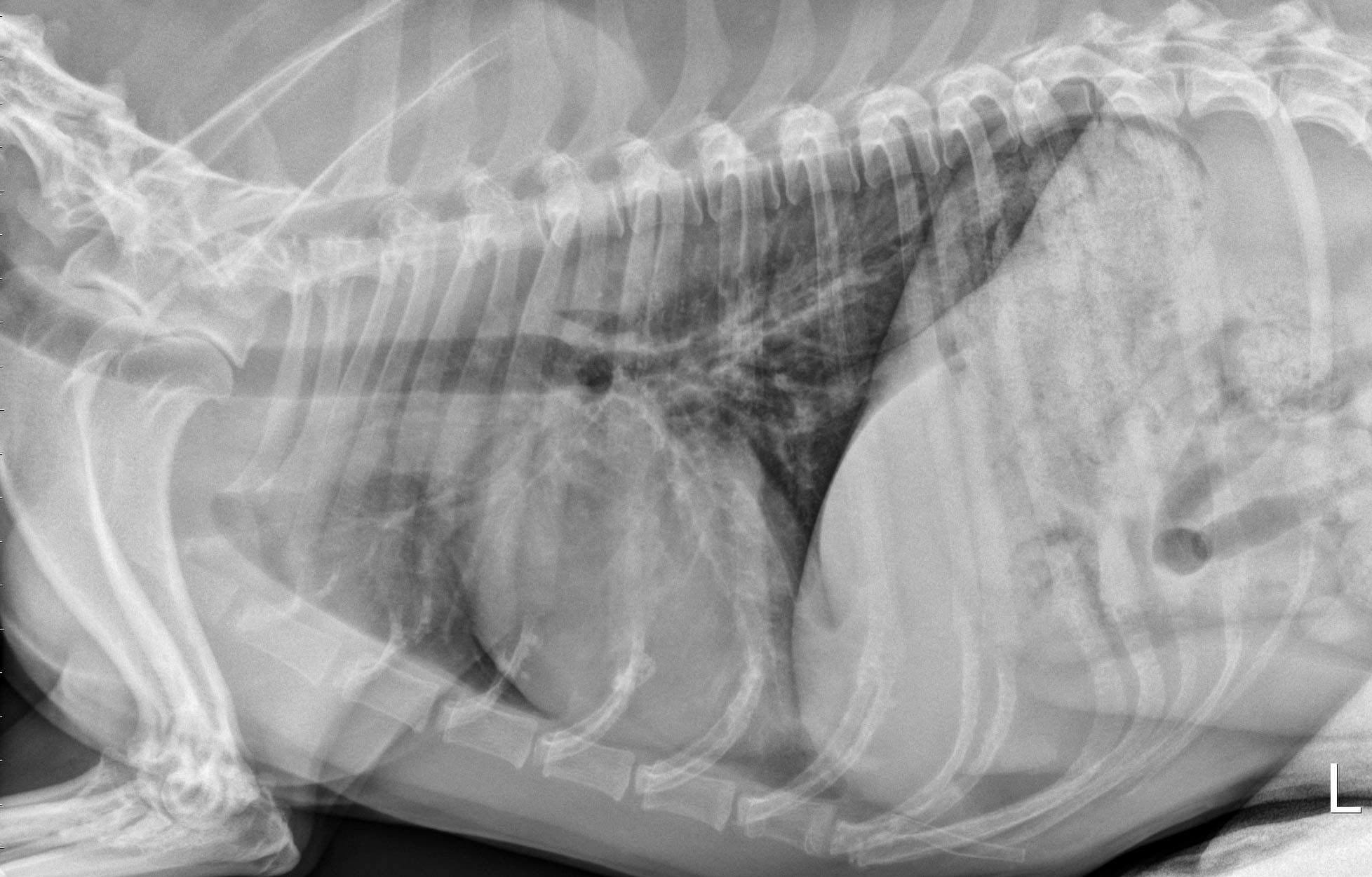 Cette radiographie thoracique latérale gauche montre un schéma bronchique léger
