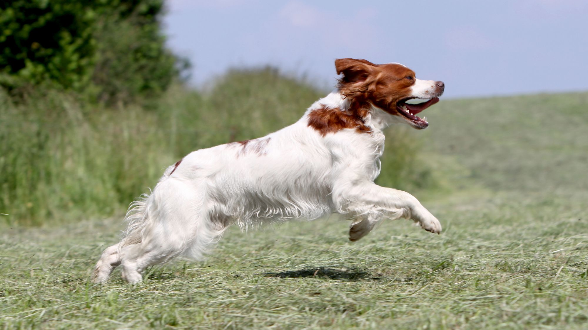 Brittany Spaniel bounding across field