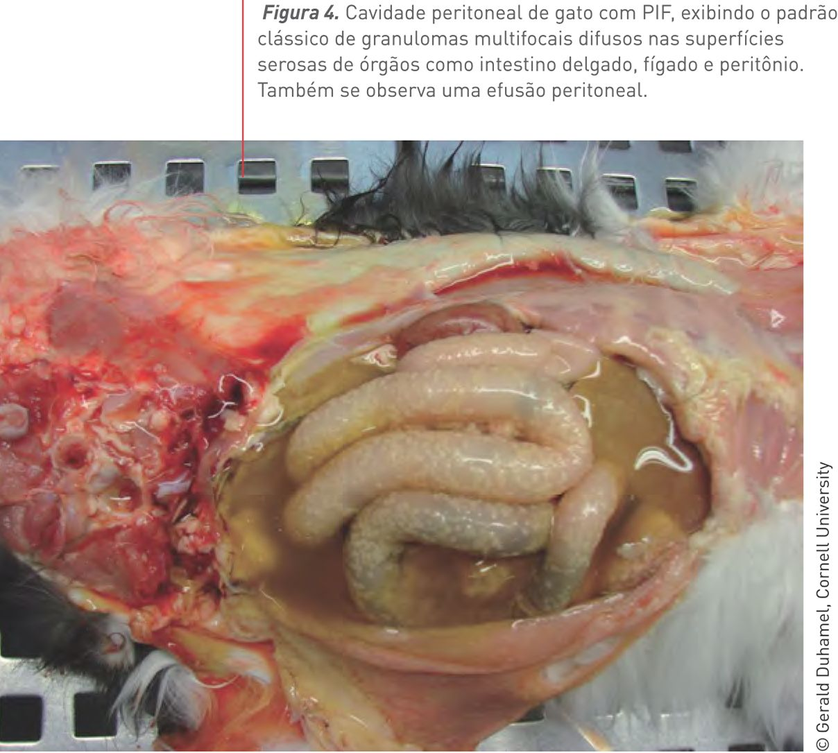 Figura 4. Cavidade peritoneal de gato com PIF, exibindo o padrão clássico de granulomas multifocais difusos nas superfícies serosas de órgãos como intestino delgado, fígado e peritônio. Também se observa uma efusão peritoneal.