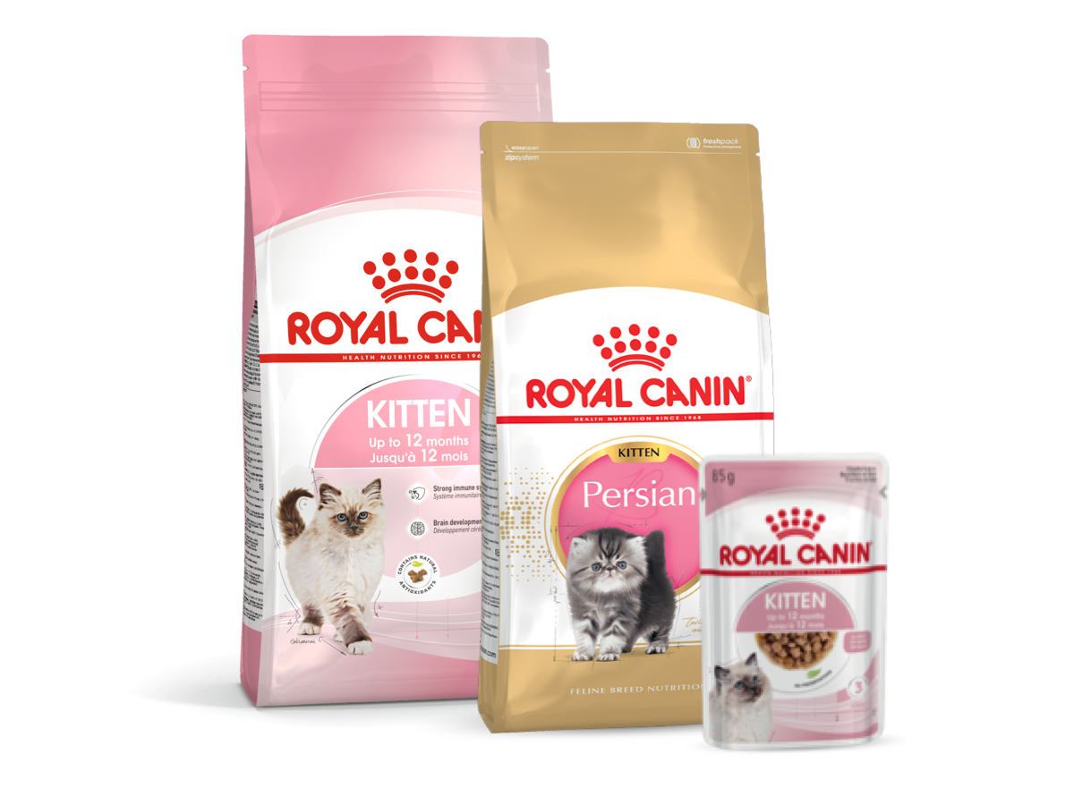 Nourriture pour chatons