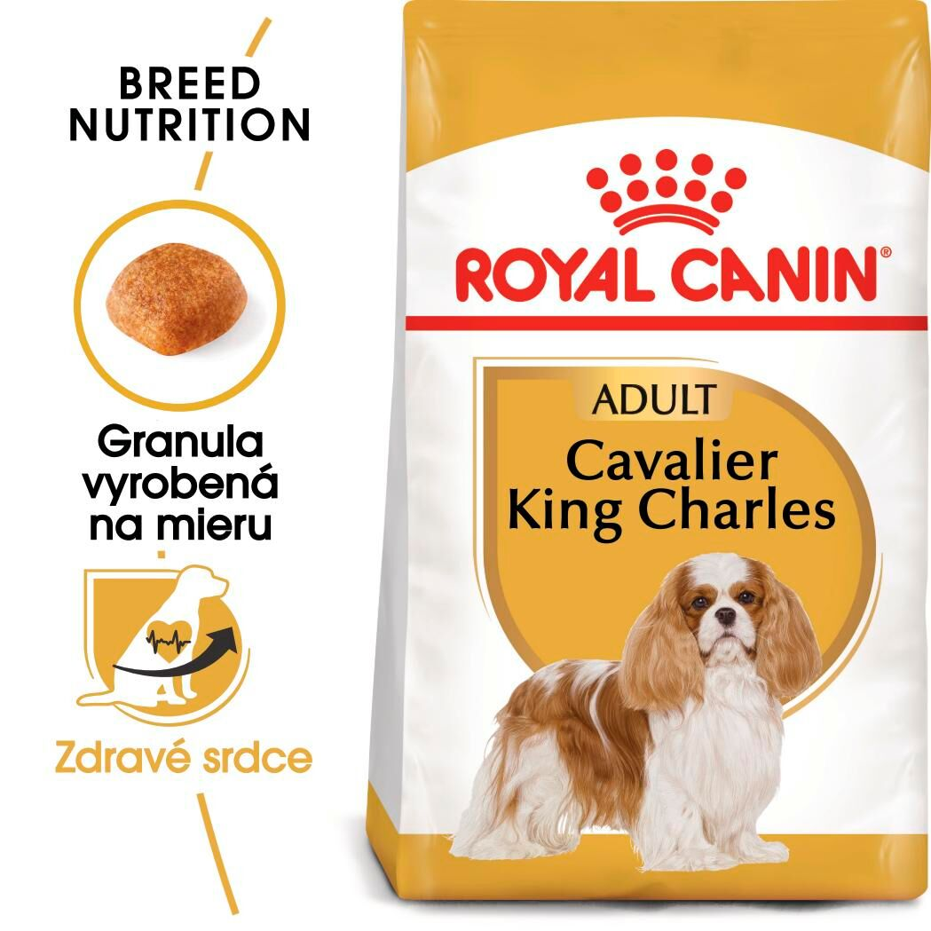 CAVALIER KING CHARLES Adult