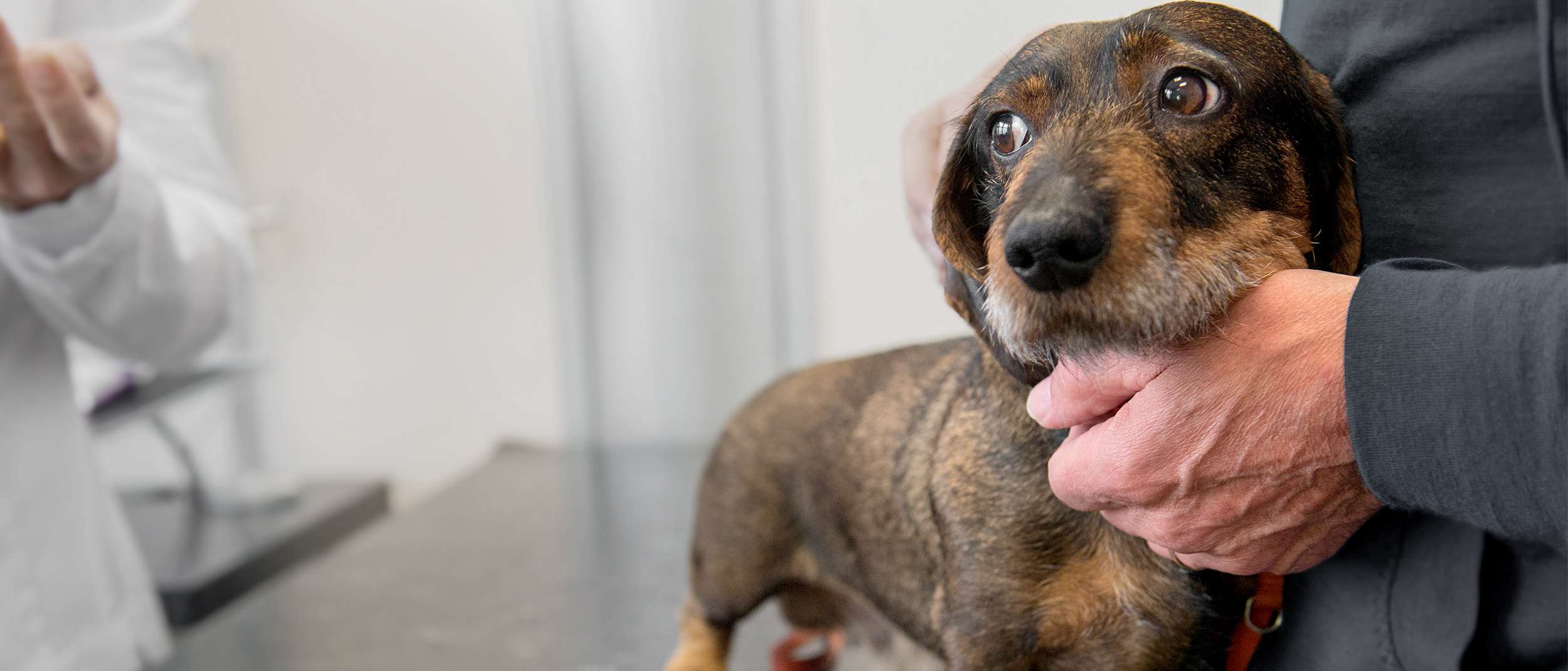 Dachshund adulto de pie en una mesa de examen en una oficina de veterinarios con su propietario.