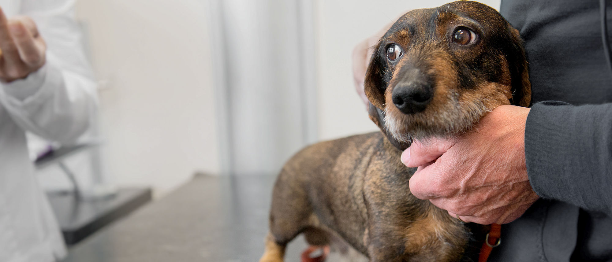 Owner is petting the dog near a doctor