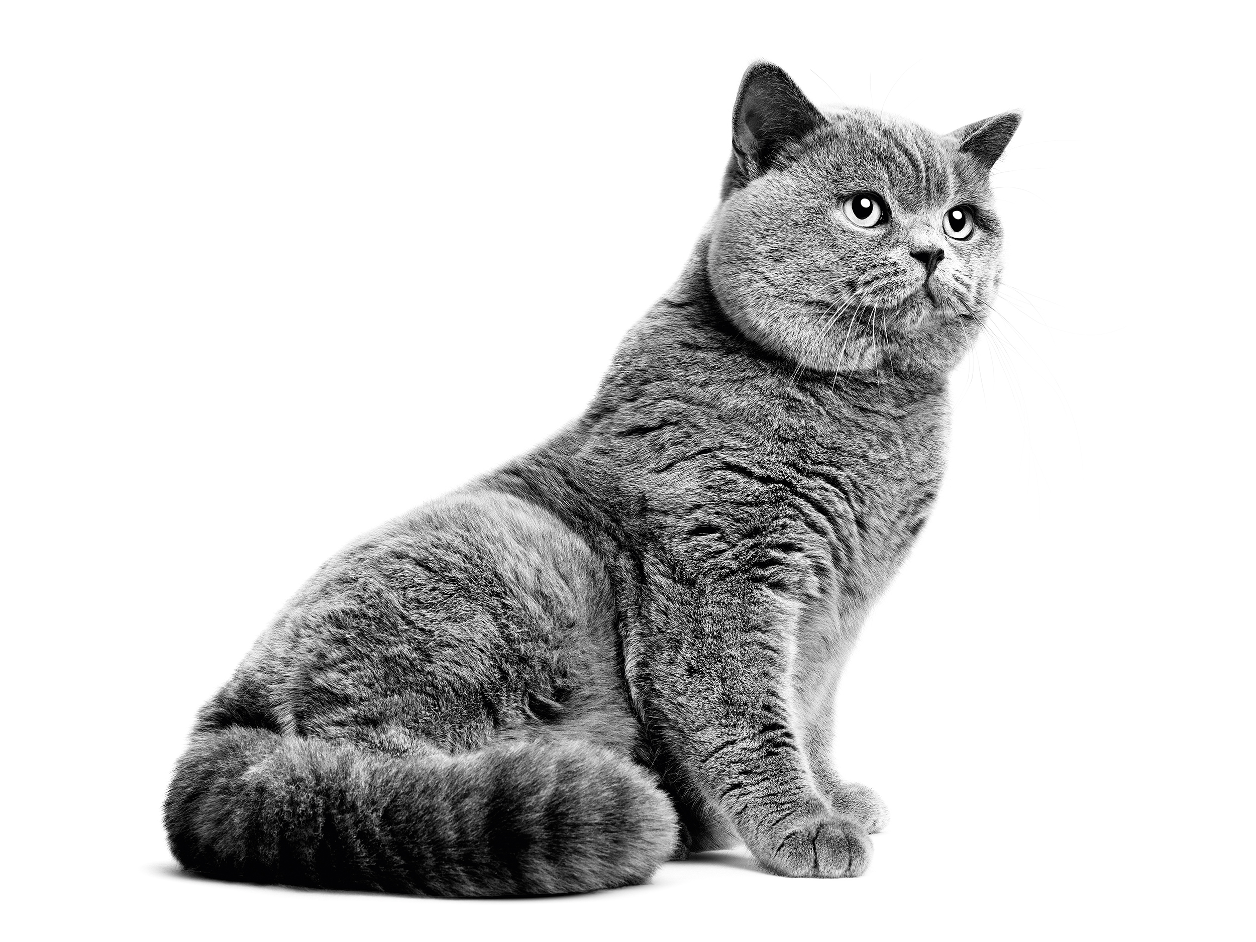 Canin british shorthair. Коты. Фото кота. British Cat. Кошка Британская короткошерстнаяpng без фона.