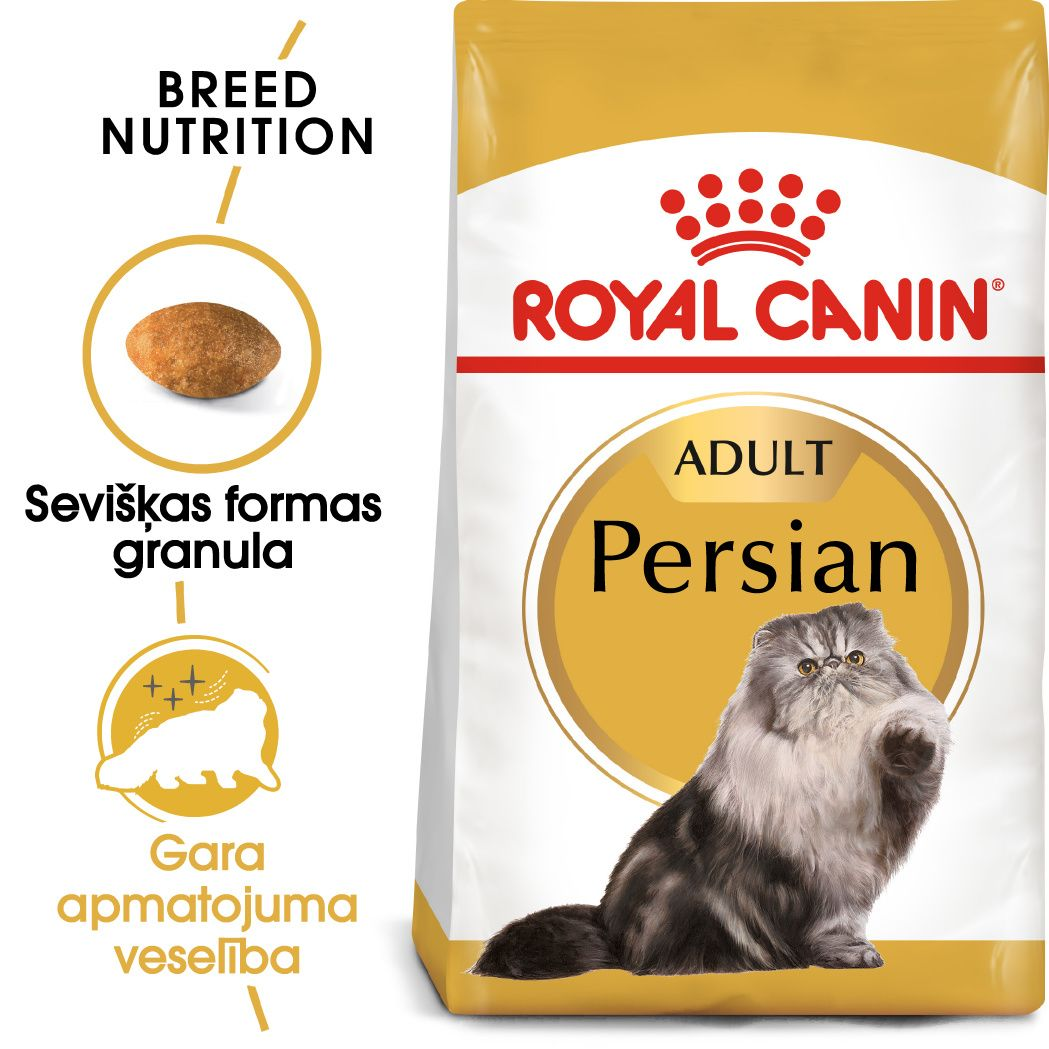 Persian Adult