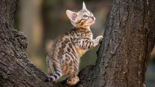 Bengal kitten climbing a tree