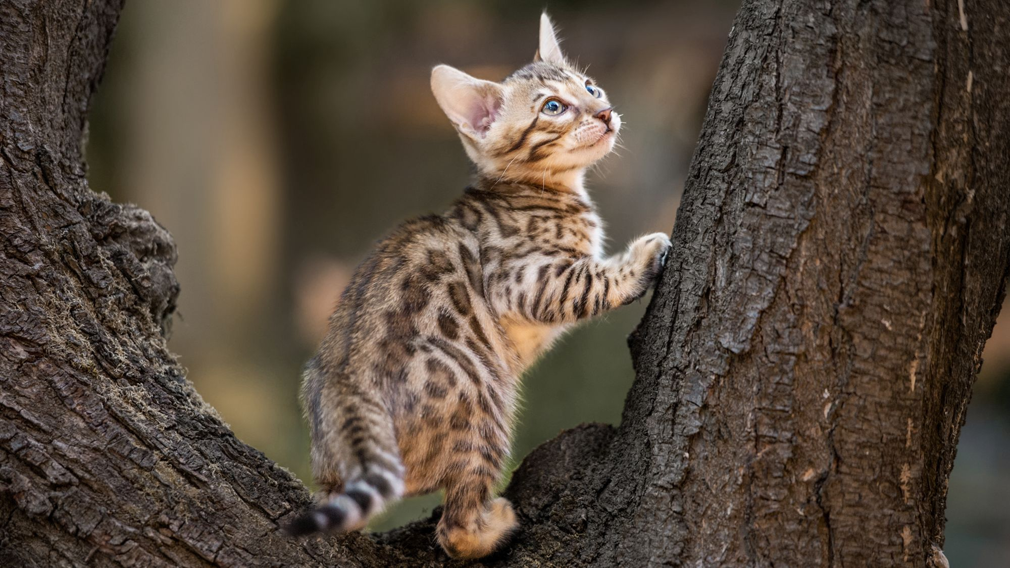 Bengal kitten climbing a tree