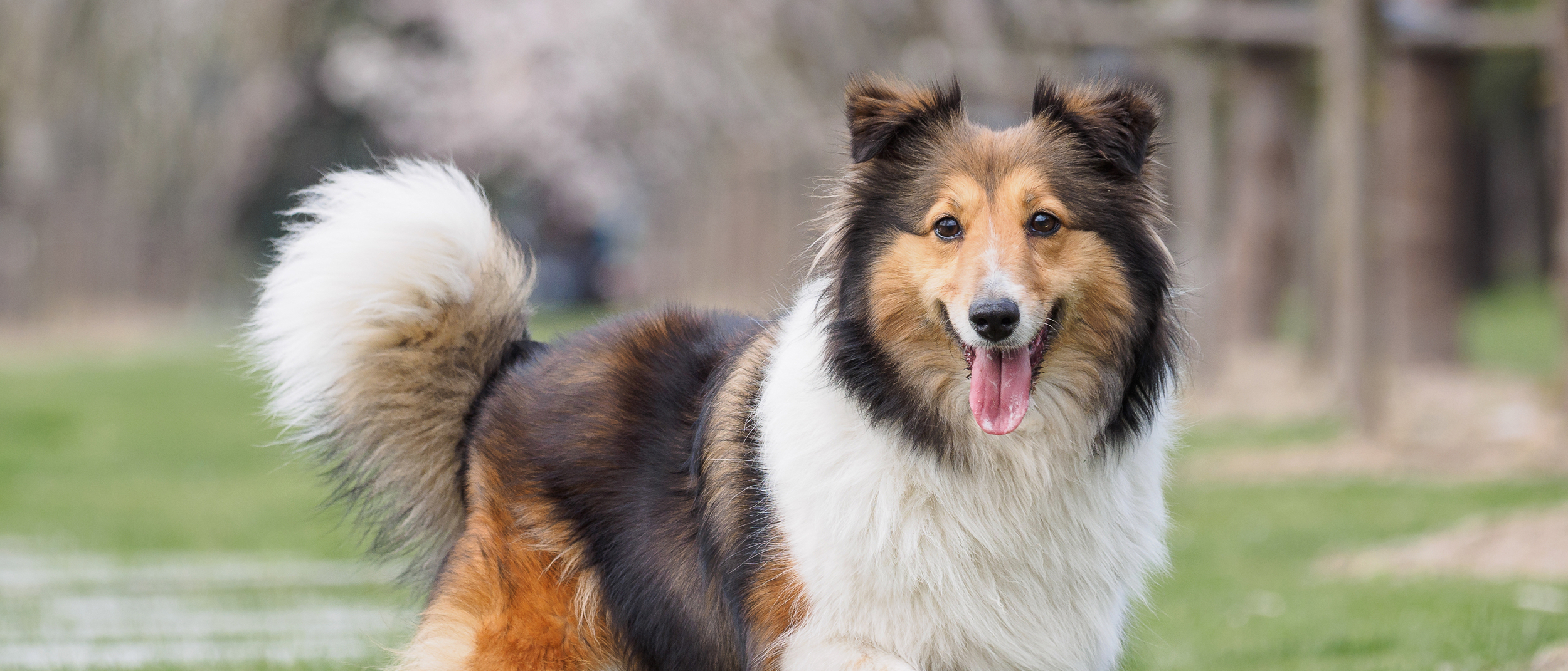 24 Raças de Cachorros Grandes para Escolher a Ideal - Amor aos Pets