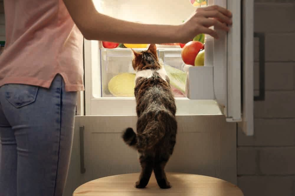 Haushaltsmitglieder können sich das bedauernswerte Verhalten angewöhnen, die Familienkatze jedes Mal zu füttern, wenn sie den Kühlschrank öffnen. Das kann dazu führen, dass die Katze jedes Öffnen der Kühlschranktür mit dem Erhalt von Nahrung verknüpft