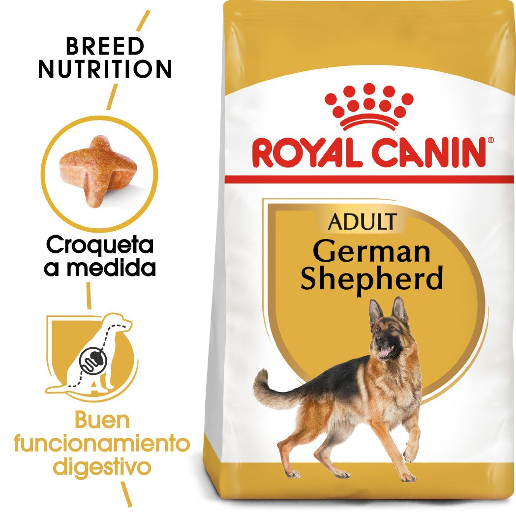 German Shepherd Adult