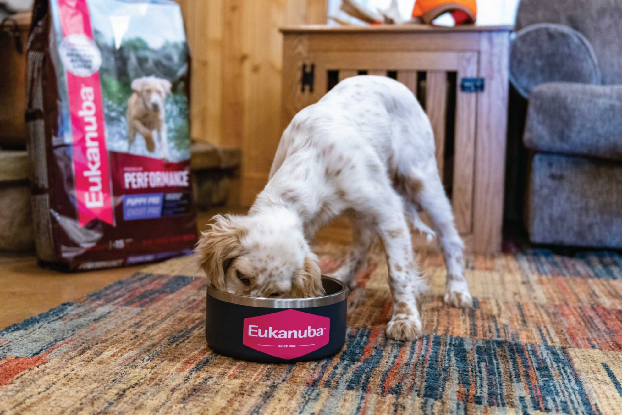 Can Sporting Breed Puppies Eat Adult Dog Food Eukanuba