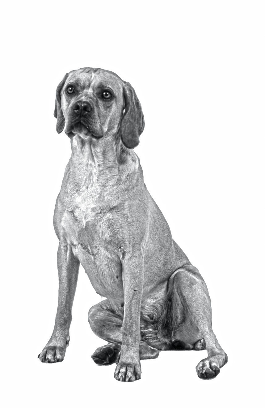 portuguese-pointer-dog-bw2