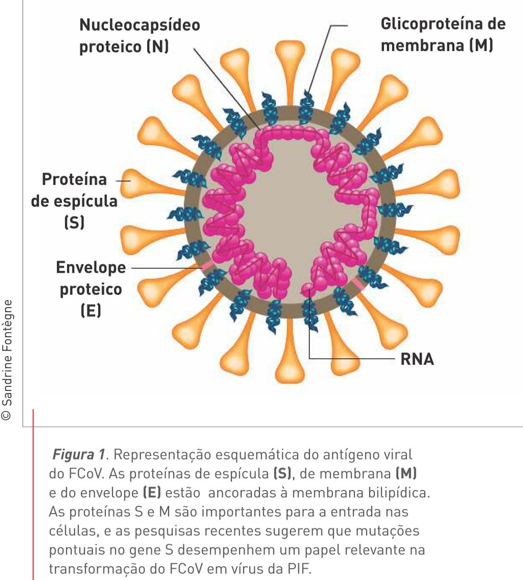 Figura 1. Representação esquemática do antígeno viral do FCoV. As proteínas de espícula (S), de membrana (M) e do envelope (E) estão ancoradas à membrana bilipídica. As proteínas S e M são importantes para a entrada nas células, e as pesquisas recentes sugerem que mutações pontuais no gene S desempenhem um papel relevante na transformação do FCoV em vírus da PIF. © Sandrine Fontègne