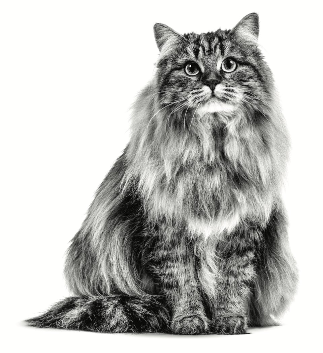 Siberische kat portret in zwart-wit