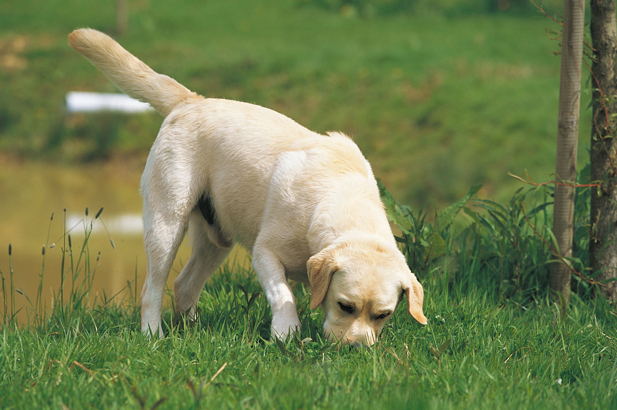 Как почистить уши собаке: как часто это делать и чем чистить | Royal Canin  UA