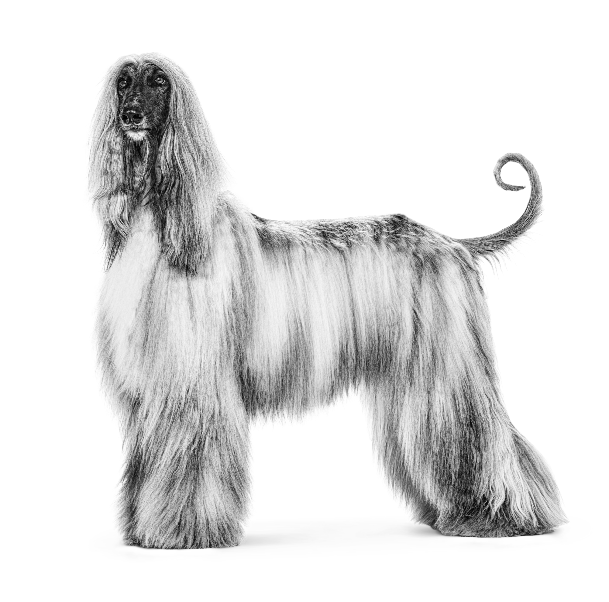 Hound afghan Afghan Hound: