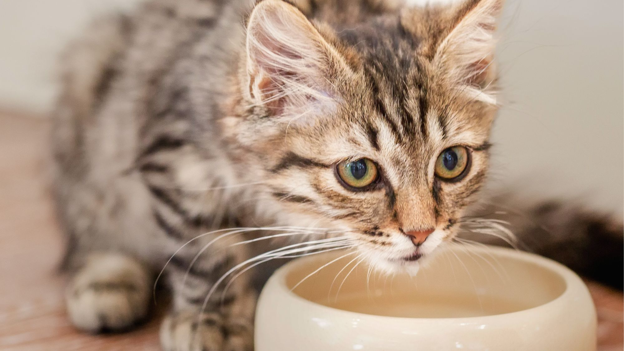 Tabby kitten sitting down next to a white bowl