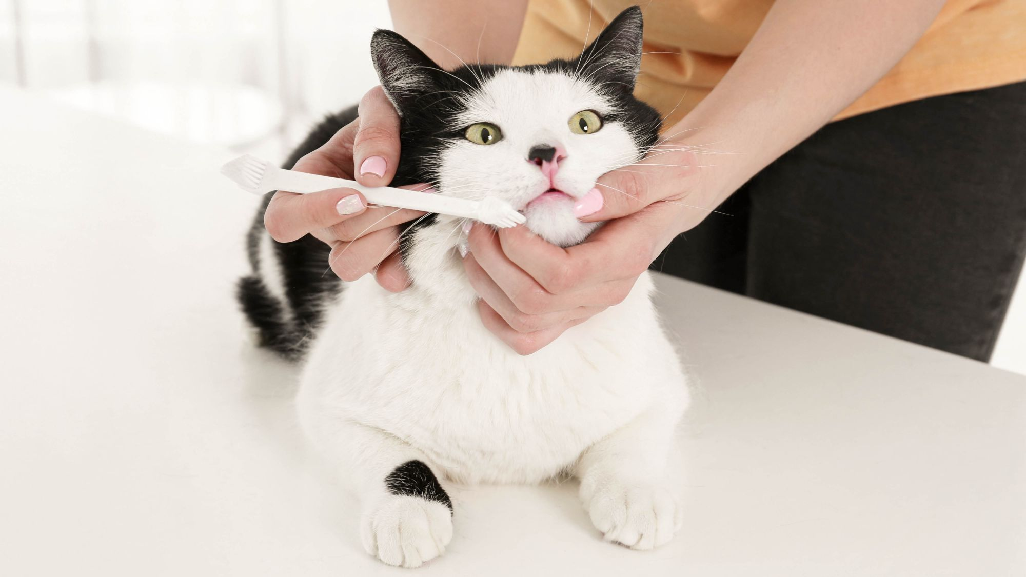 Black and white cat getting teeth cleaned