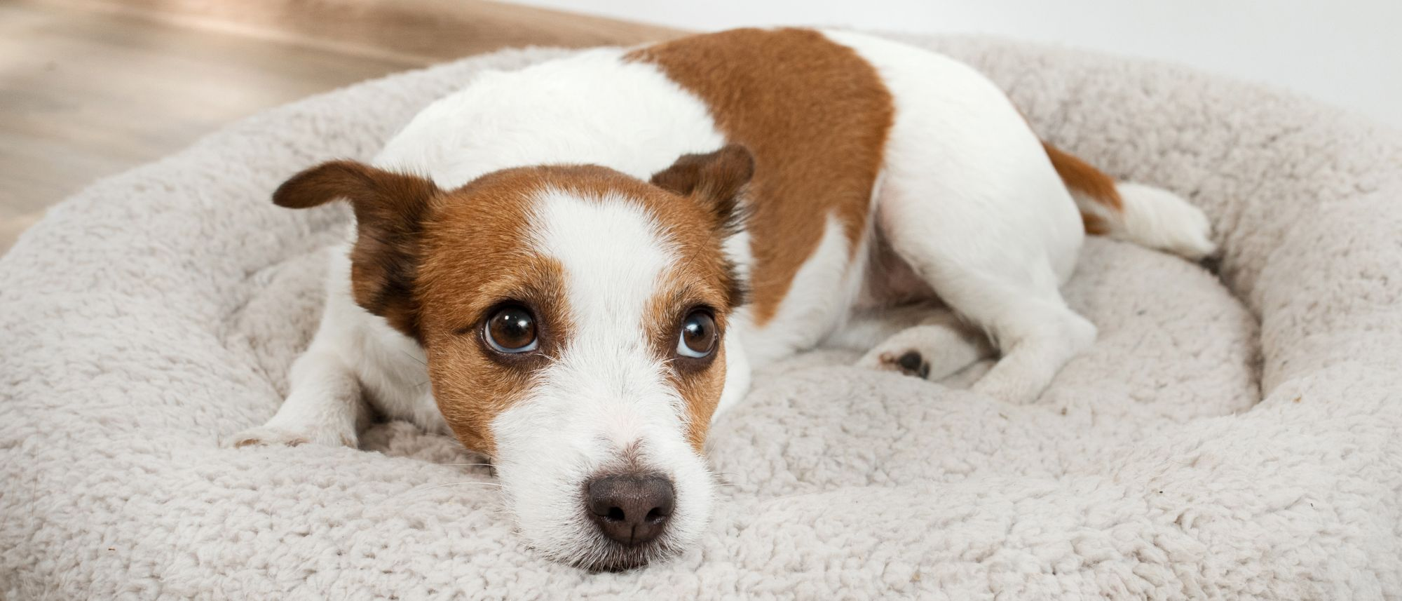 Brown and white dog lying down