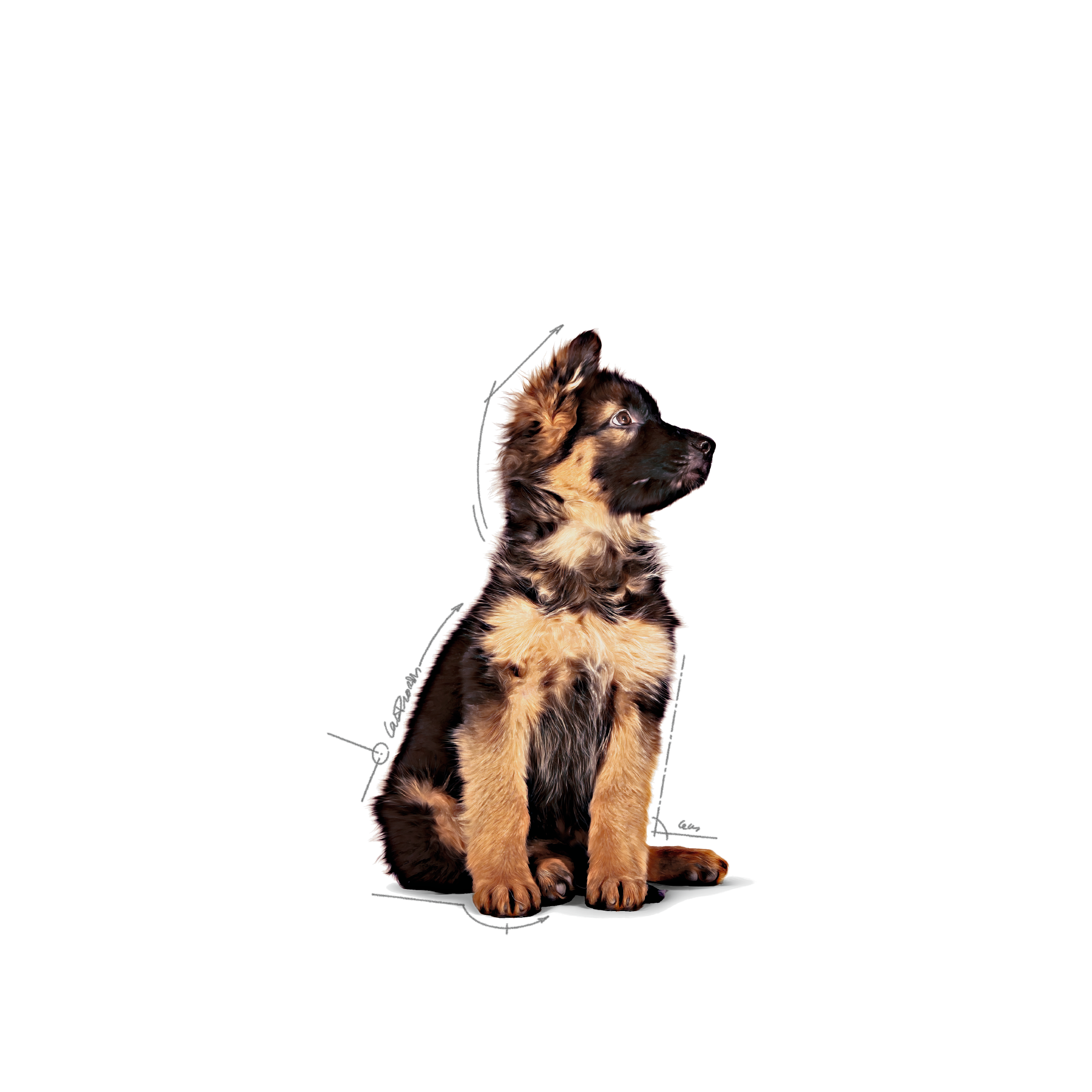Maxi Puppy Chunks in Gravy | Royal Canin AU