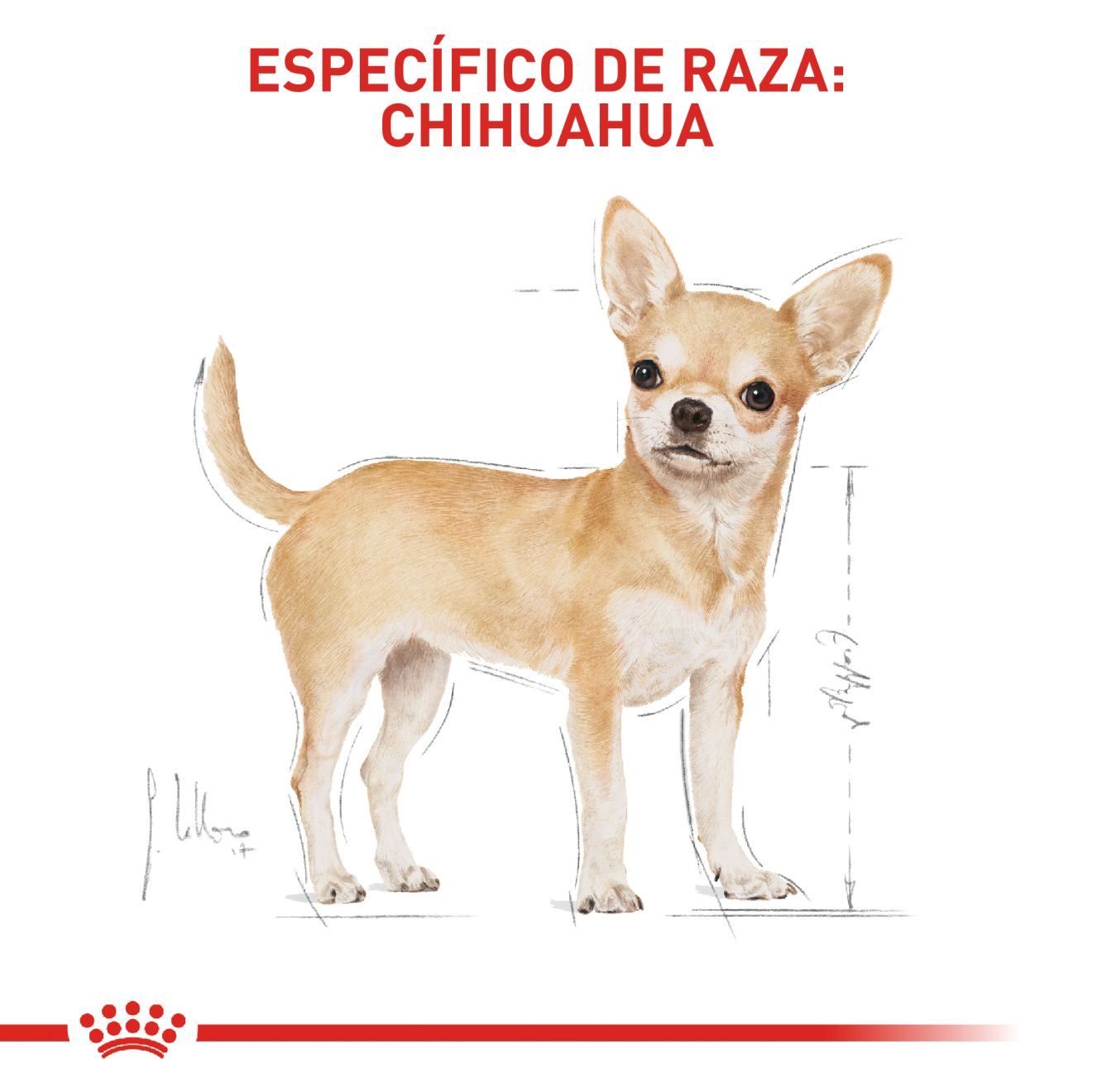 Chihuahua Adulto