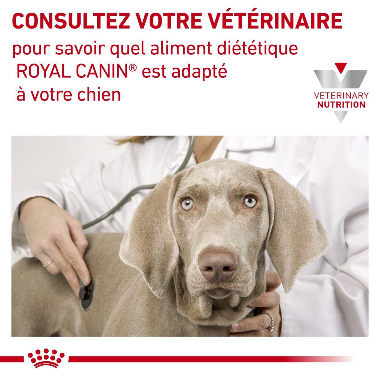 Renal Mousse pour chiens