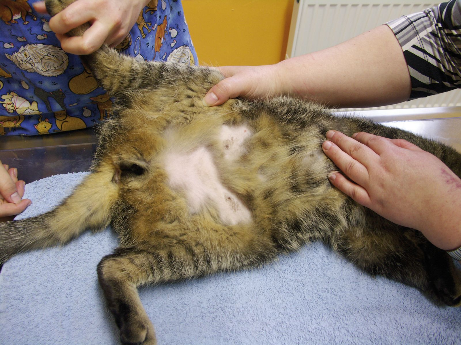 Overgrooming affecting the caudoventral abdomen.