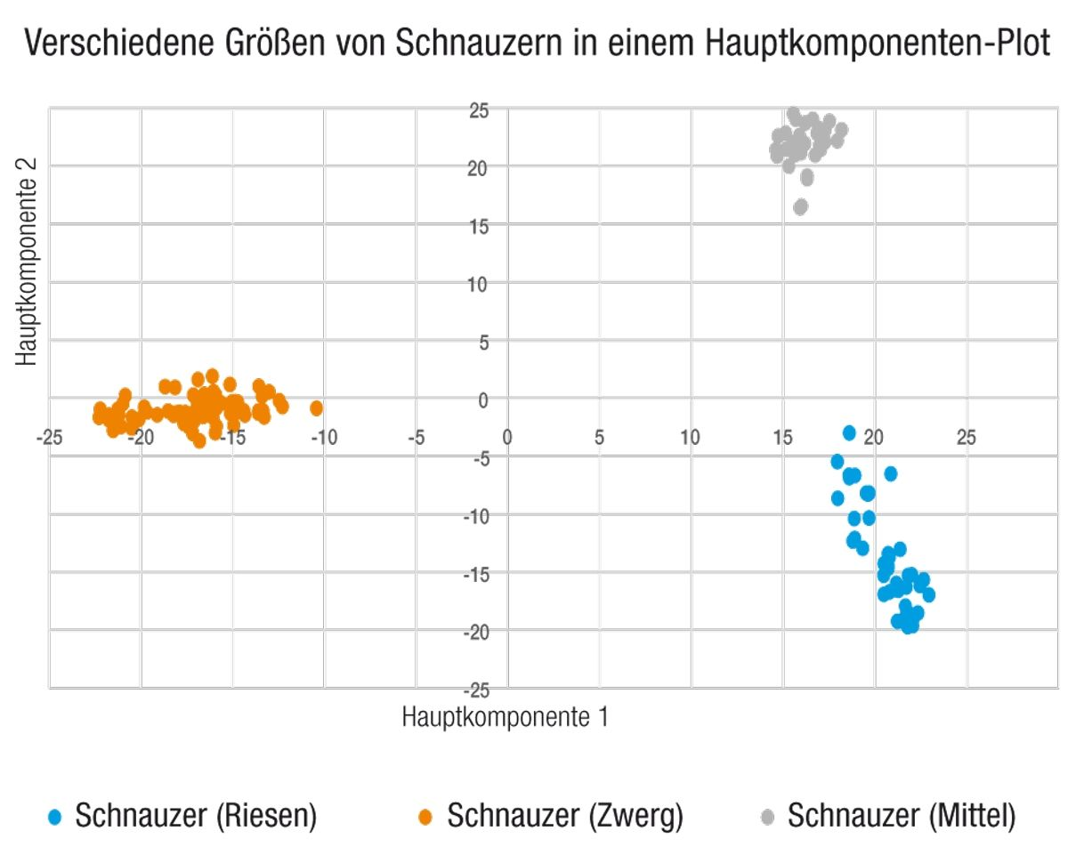 Bei der Principal Component Analysis (PCA, Hauptkomponentenanalyse) handelt es sich um eine nicht überwachte Clusteranalyse getesteter Genotypen zum Vergleich von DNA-Ähnlichkeit. Eng verwandte Proben, wie Hunde derselben Rasse, bilden Cluster aufgrund von Ähnlichkeiten ihres genetischen Make-ups. Dieser PCA-Plot illustriert den Unterschied in den genetischen Signaturen der Mittel-, Zwerg- und Riesenschnauzervarietäten und demonstriert das hohe Maß an genetischer Dissoziation, das sich über die Generationen entwickeln kann, allein durch Selektion auf ein Merkmal wie die Körpergröße.