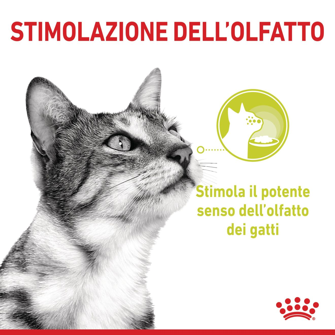 SENSORY™ SMELL bocconcini in gelatina 
