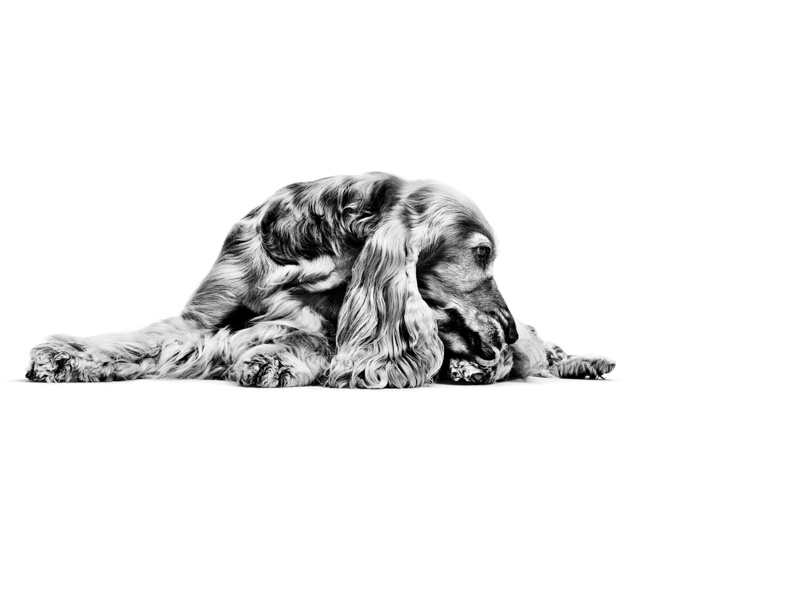 English Cocker Spaniel in black and white