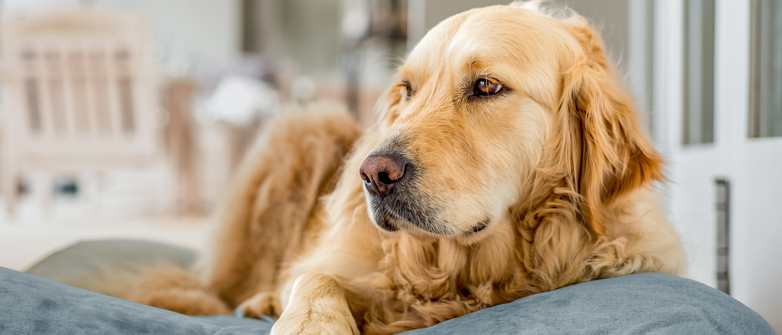 Adult Golden Retriever lying down inside on a blue dog bed.