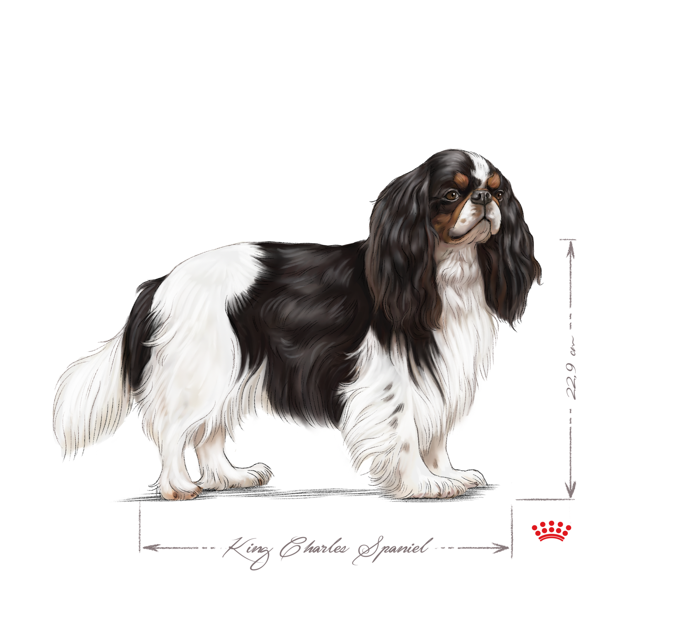 Cavalier King Charles Spaniel adulto in bianco e nero