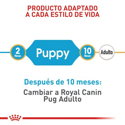 PUG PUPPY COLOMBIA 3