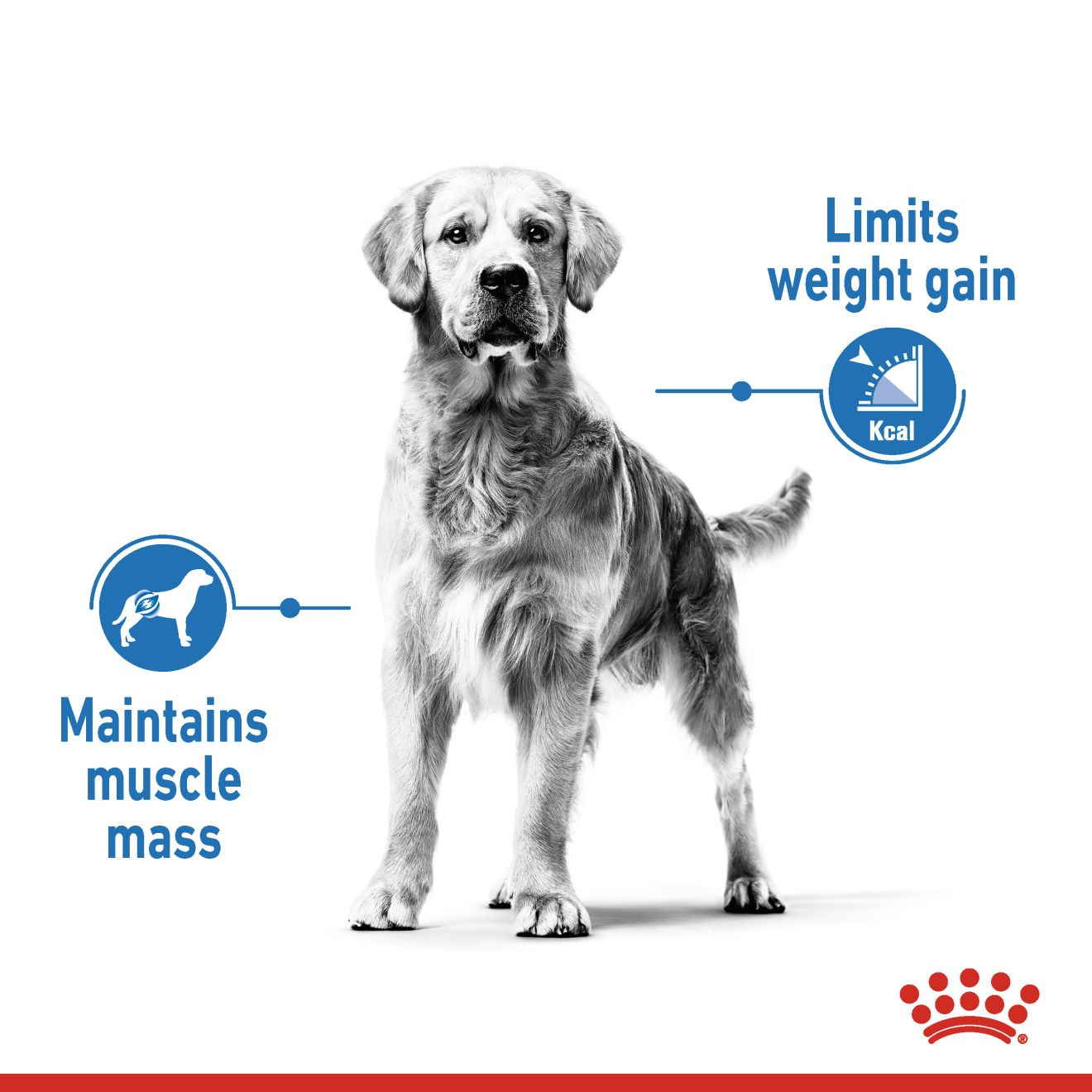 Royal canin large breed weight outlet control