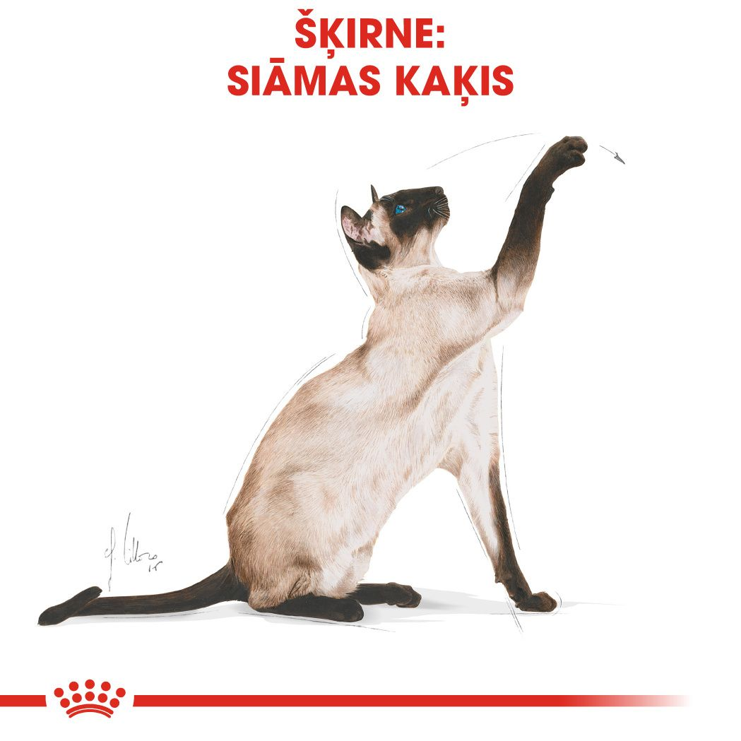 Siamese Adult