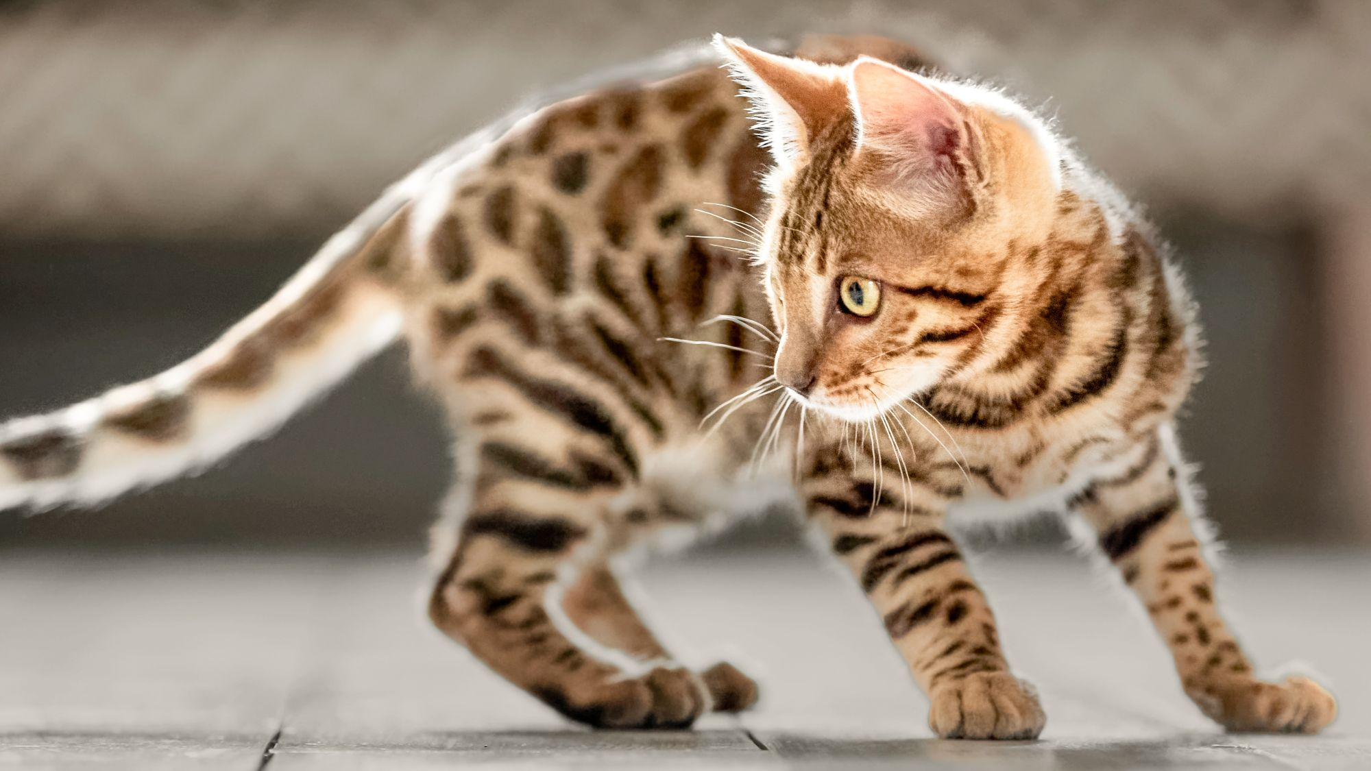 Bengal kitten standing indoors on a wooden floor