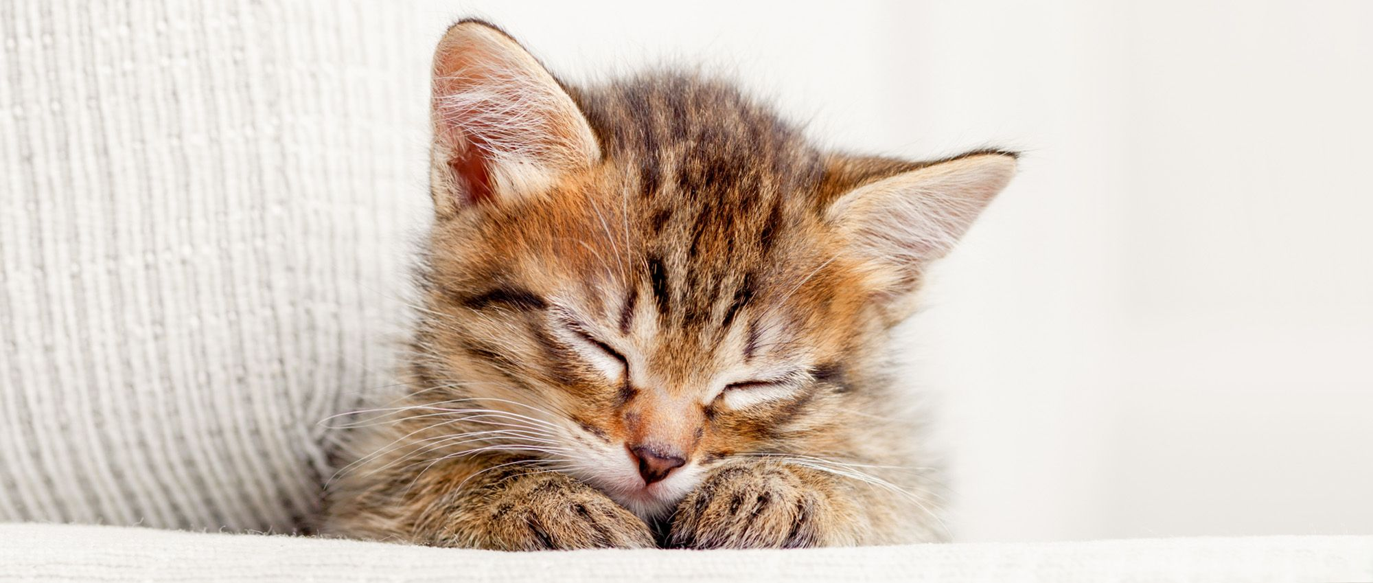 Le chaton dort sur un tapis sur le canapé