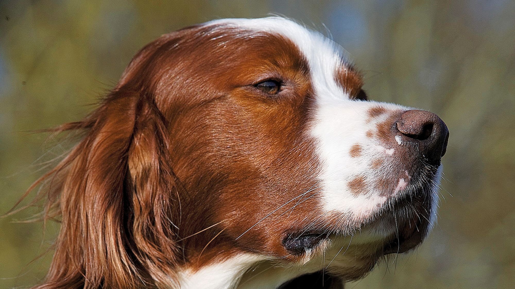 Close-up of an Irish Red and White Setter