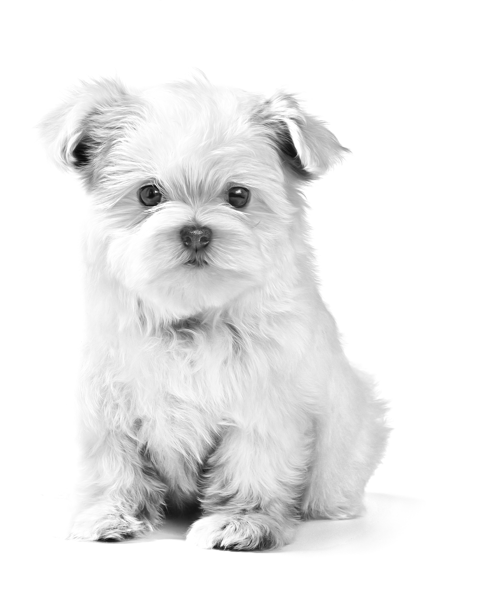 MALTESE_PUPPY__EMBLEMATIC