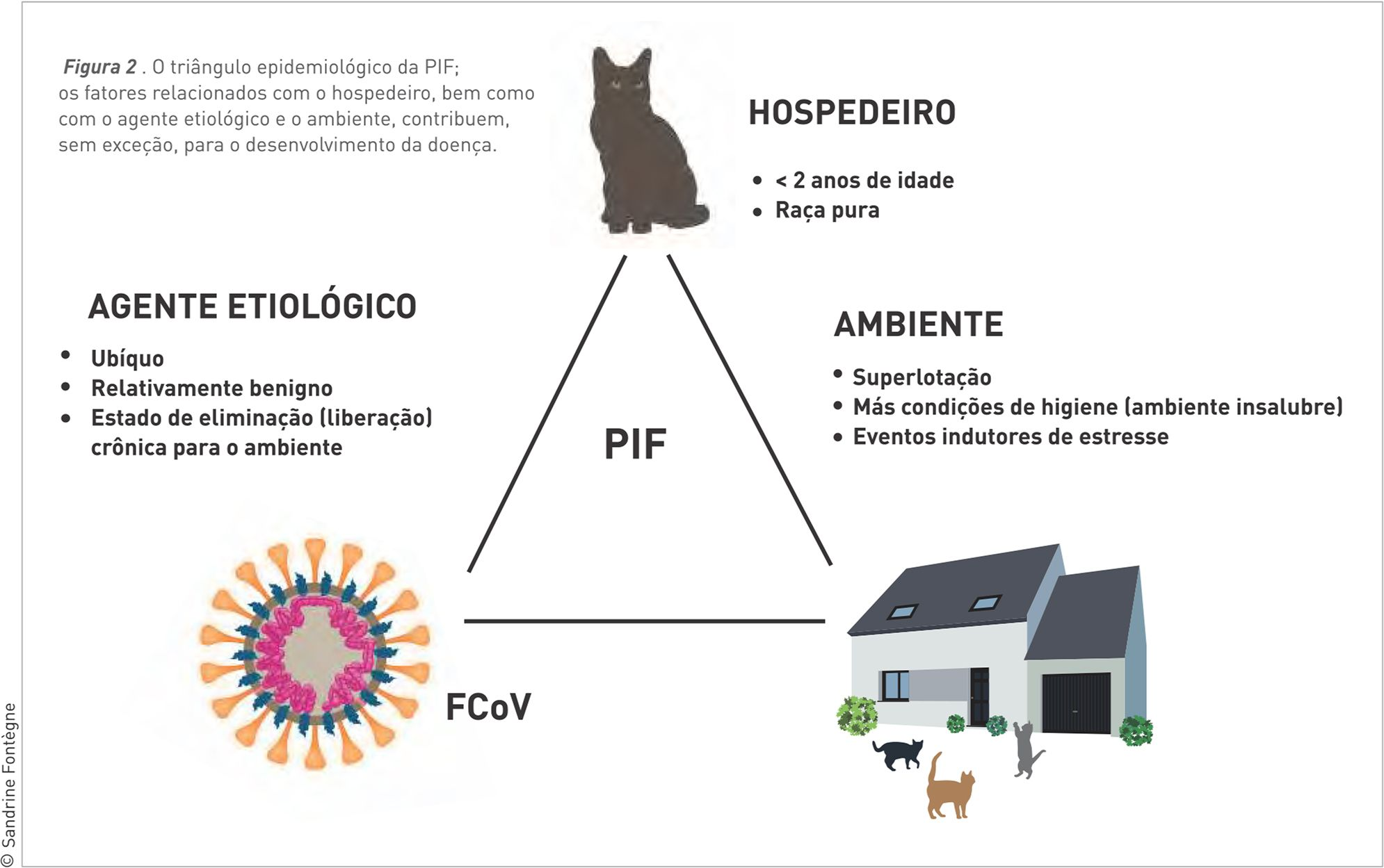 Figura 2. O triângulo epidemiológico da PIF; os fatores relacionados com o hospedeiro, bem como com o agente etiológico e o ambiente, contribuem, sem exceção, para o desenvolvimento da doença. © Sandrine Fontègne