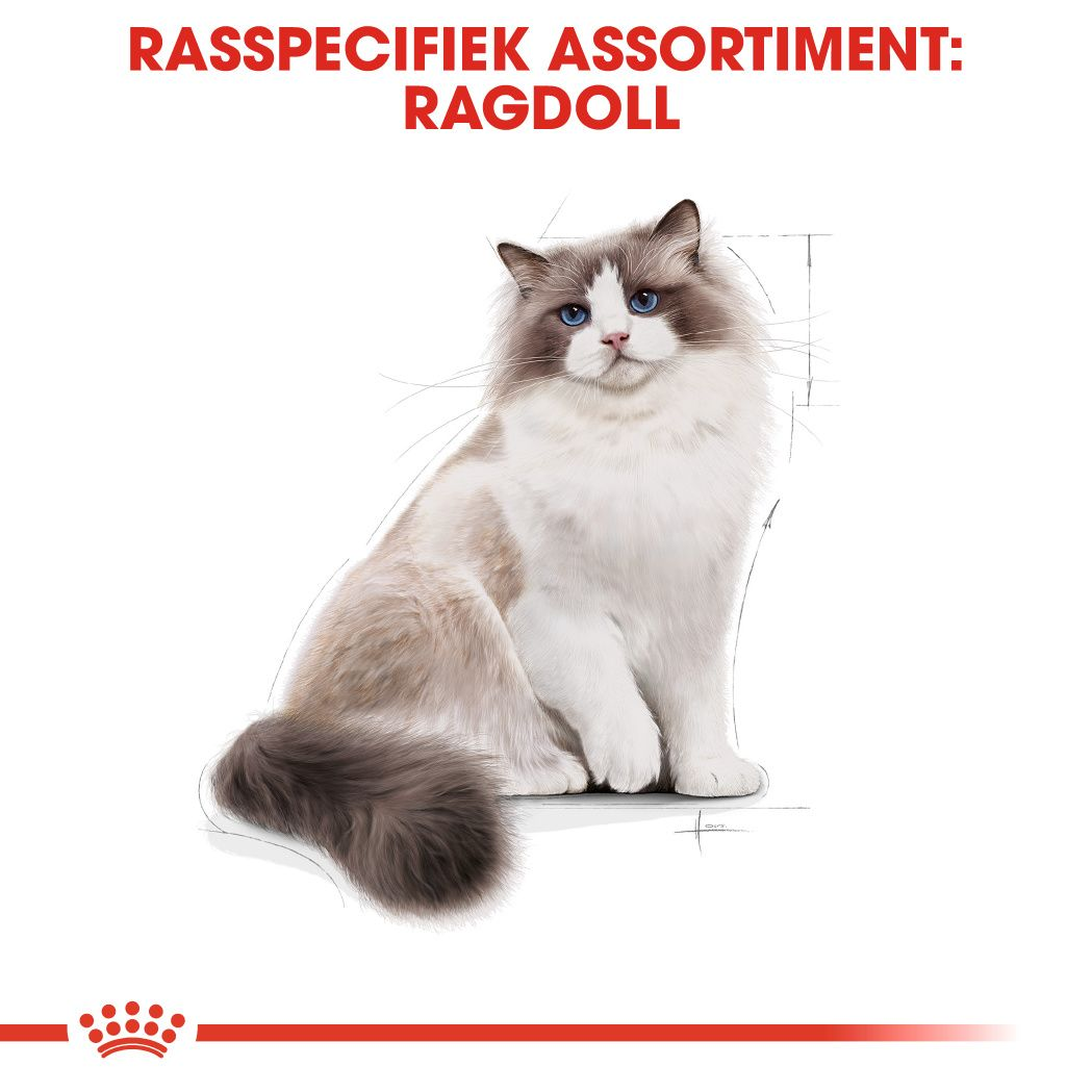 Ragdoll Adult